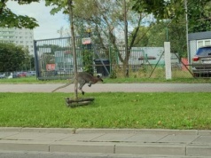 Kangur w Krakowie. Trwa obława na zwierzę