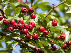 Owoc głogu wzmacnia serce fizycznie i emocjonalne