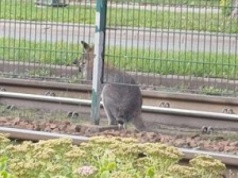 ​Kangur na ulicach Krakowa. Policja i służby poszukują zwierzęcia