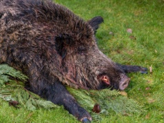 47-latek porzucił truchło dzika. Wpadł, bo… zadzwonił do myśliwych