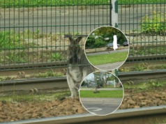 Bezpański kangur biega po Krakowie