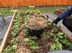 Rozsyp na glebie. Masz 100% gwarancji przyjęcia się truskawek