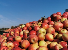 Jabłek przemysłowych nieco więcej. Co robią zakłady?