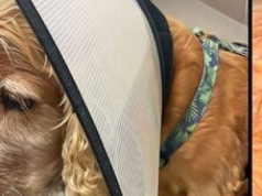 Niebezpieczny pies atakuje na Felinie. Pogryzł małego cocker spaniela