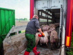 Tuczniki tańsze o 40 gr. Jakie są aktualne ceny świń? [SONDA]
