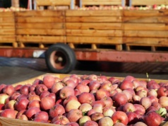 Granica z Białorusią zamknięta do odwołania. To negatywna wiadomość dla handlu jabłkami