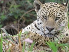 Populacja jaguara w Meksyku wzrosła o 30% w 15 lat