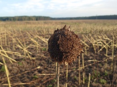 Kiedy rozpoczną się żniwa słonecznikowe? Jak wyznaczyć termin zbioru?