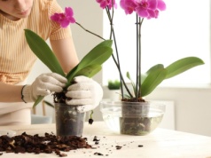 Możesz mieć 2 razy więcej storczyków bez wydawania pieniędzy. To banalnie proste