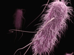 "Syzyfowa praca". Walka z bakterią EHEC nie ma końca