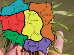 Terminy siewu zbóż ozimych. Klimat się zmienia, zalecenia też