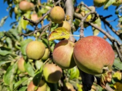 Wody nadal brakuje, ale oficjalnie w sadach suszy nie ma