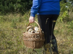 To najlepszy termin na grzybobranie. Przeczytaj, szykuj koszyk i kalosze