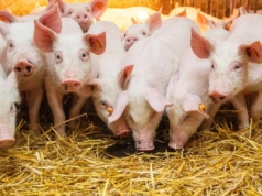 Ceny tuczników w kraju runęły za niemiecką giełdą (18.09.2025)