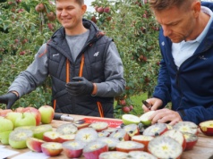 Jakie odmiany jabłek powinniśmy już zrywać? [Testy wielu odmian]