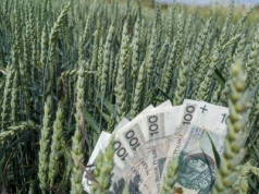 Jakie będą stawki dopłat bezpośrednich za 2025 rok? Wyliczamy i prognozujemy