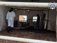 Horror w gospodarstwie! Martwe krowy, głodujące świnie i owce