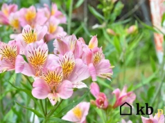 Poznajesz tę roślinę? Przetrwa jesień i będzie kwitnąć aż do listopada