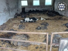 Gospodarstwo jak z koszmaru. Krowy i świnie bez jedzenia i wody