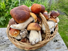 Łap koszyk i biegnij do lasu. W tych miejscach rośnie najwięcej borowików. "Zaczyna się kolejny rzut"