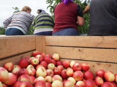 Presja na obniżenie cen jabłek? Koszty dosłownie „zjadają” sadowników