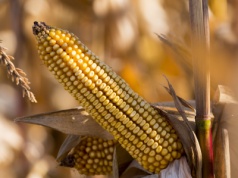 Kukurydza, która sama się dosusza – przewaga w trudnym sezonie
