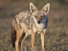 Ten drapieżnik żyje w Polsce już od 10 lat. Niewielu wie, gdzie można go spotkać