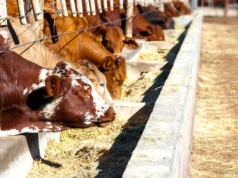 Ceny bydła 2025. Sprawdź, ile dziś płacą za byki, jałówki i krowy