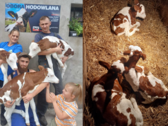 Potrójne szczęście od jednej krowy! Rolnicy zakochali się w tej rasie
