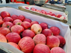 Tak wygląda handel na rynku hurtowym w Krakowie. Aktualne ceny jabłek, 18.09.2025