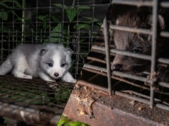 Biznes dla garstki osób, cierpienie dla milionów istnień. „Niewyobrażalne tortury”