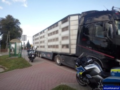 Przewoził 160 świń mimo dwóch sądowych zakazów. Transport zatrzymany!