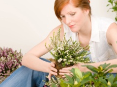 ​Zwróć na to uwagę, gdy kupujesz wrzosy. Inaczej nie przetrwają nawet miesiąca