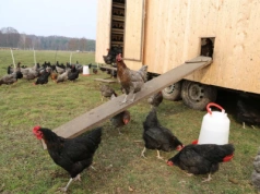 Jajka od własnych kur: czy można je sprzedawać prywatnie?