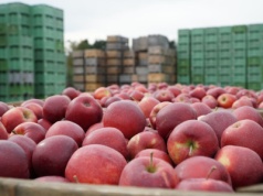 Połowa sadów w Polsce to „Grójec”. Gdzie rośnie druga połowa?