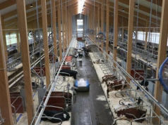 Mega nowoczesna obora Hamra Farm firmy DeLaval w Szwecji. Wyposażenie robi wrażenie!