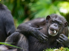 Ile alkoholu jest w owocach? Szympansy na ciągłym rauszu