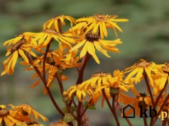 Kwiaty jak płomienie i sercowate liście. Egzotyczny płomień w cienistym ogrodzie