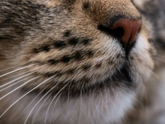 Czym jest „zmęczenie wąsów” u kota i jaką miskę wybrać, aby mu zapobiec?