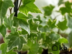 Zielona ściana w kilka tygodni? Ten trik z bluszczem zna niewielu ogrodników