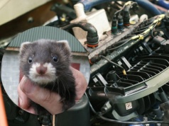 To wróg numer jeden pod maską. Mało kto wie, jak go przepędzić bez chemii