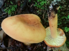 Mało kto wie, że jest jadalny. To jeden z najsmaczniejszych grzybów