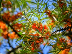 Rokitnik dla zdrowia i urody. Jak zrobić domowy olej i inne przepisy