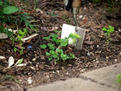 Pożegnaj chwasty. Posadź to w ogrodzie, a żaden nie wyrośnie