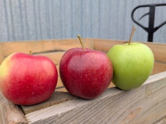 Bądźmy przygotowani, że Szampion, Prince i Golden będą dojrzewać jednocześnie