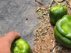 Rolnik mówi o patologii. "Mi lepiej taką paprykę oberwać i wyrzucić"