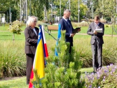 Bośniacka sosna symbolem pamięci i pokoju w Oświęcimiu – FOTO