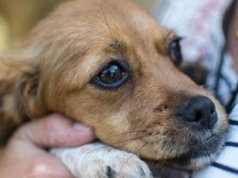 Myślisz, że pies tylko Cię pociesza? Badania mówią coś innego