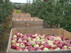 Warka, Grójec, Błędów? Która gmina ma najwięcej sadów jabłoniowych?