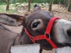 Słodka Ekipa zaprasza na piknik cukrzyka